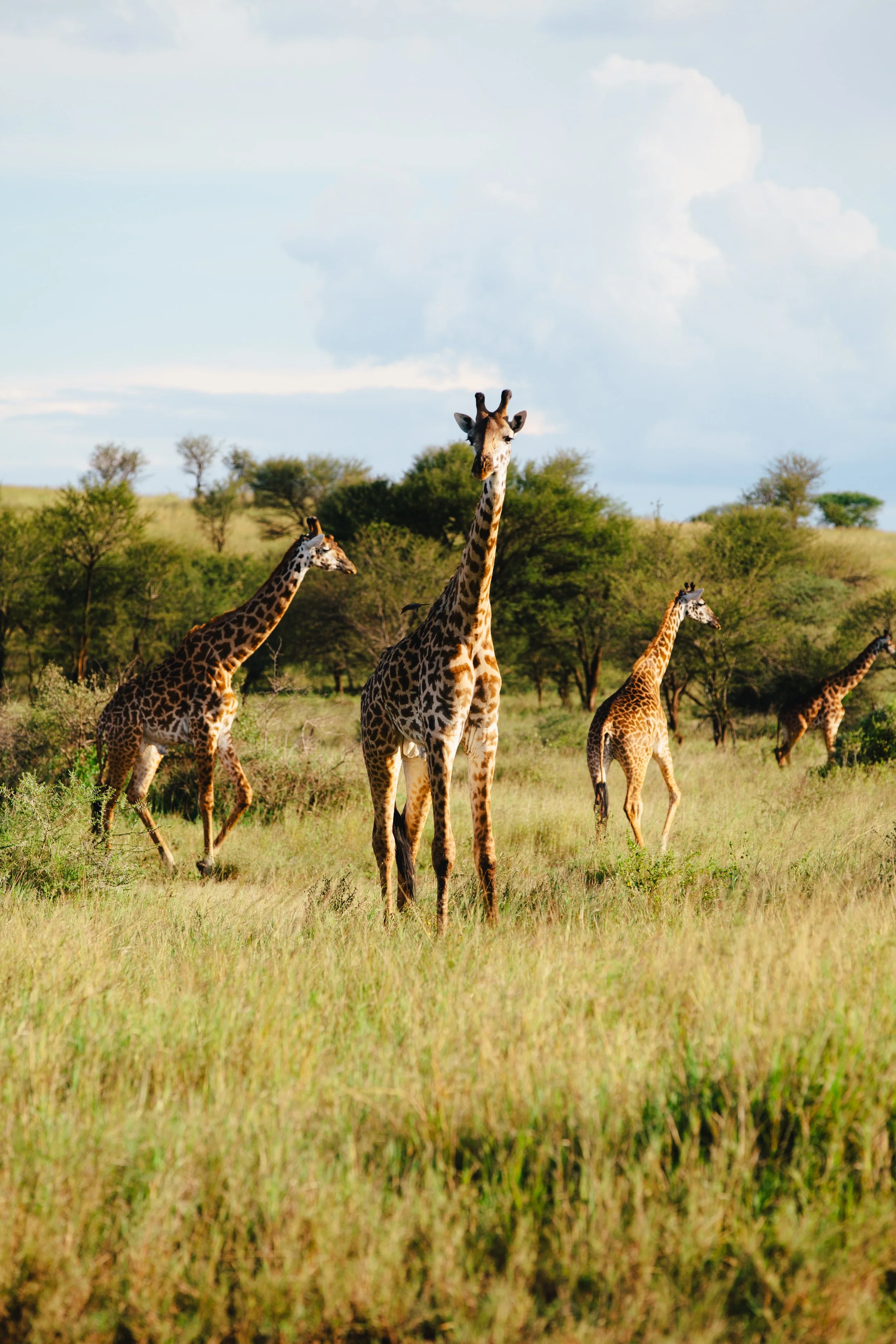 Serengeti-6147.jpg