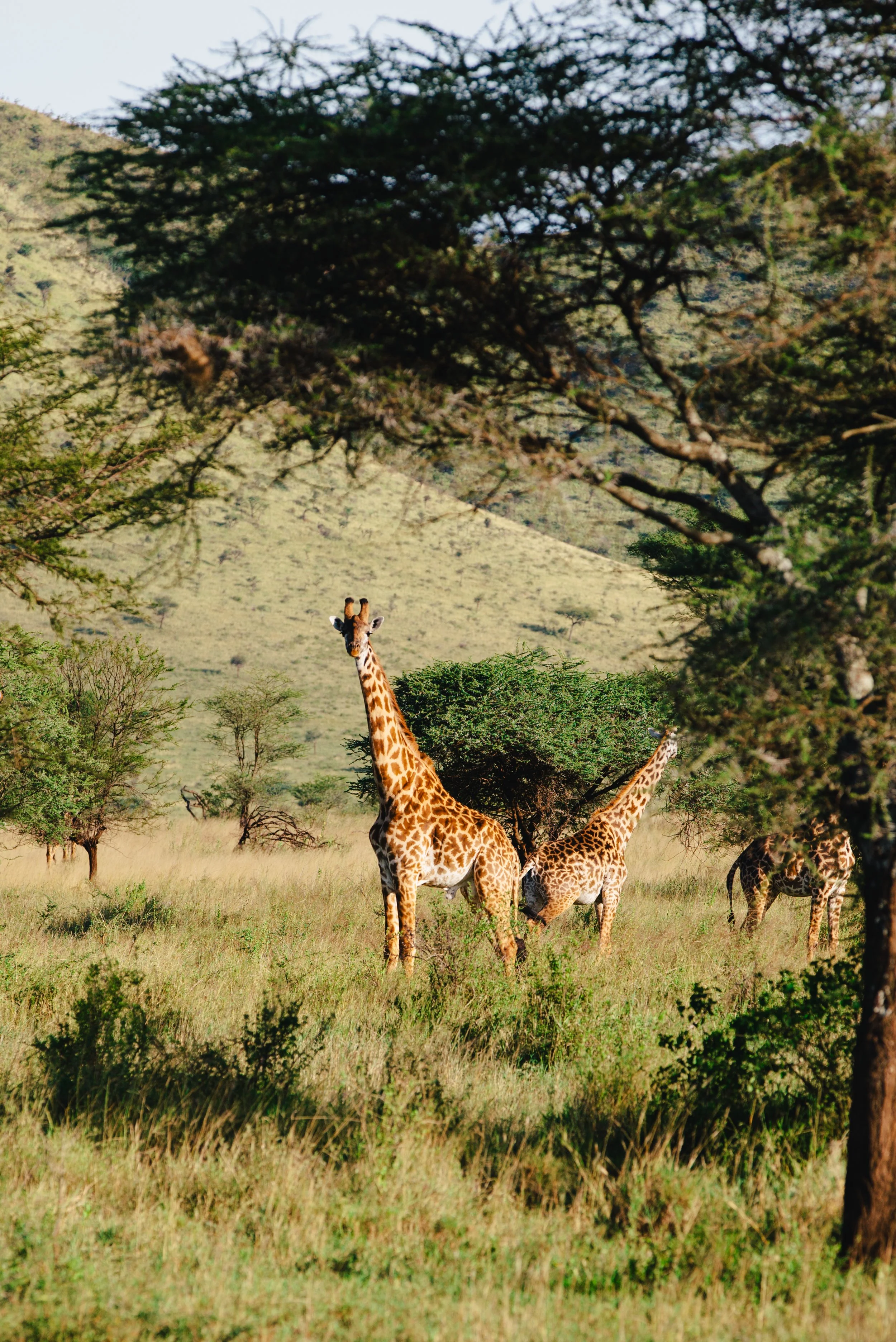 Serengeti-6126-2.jpg