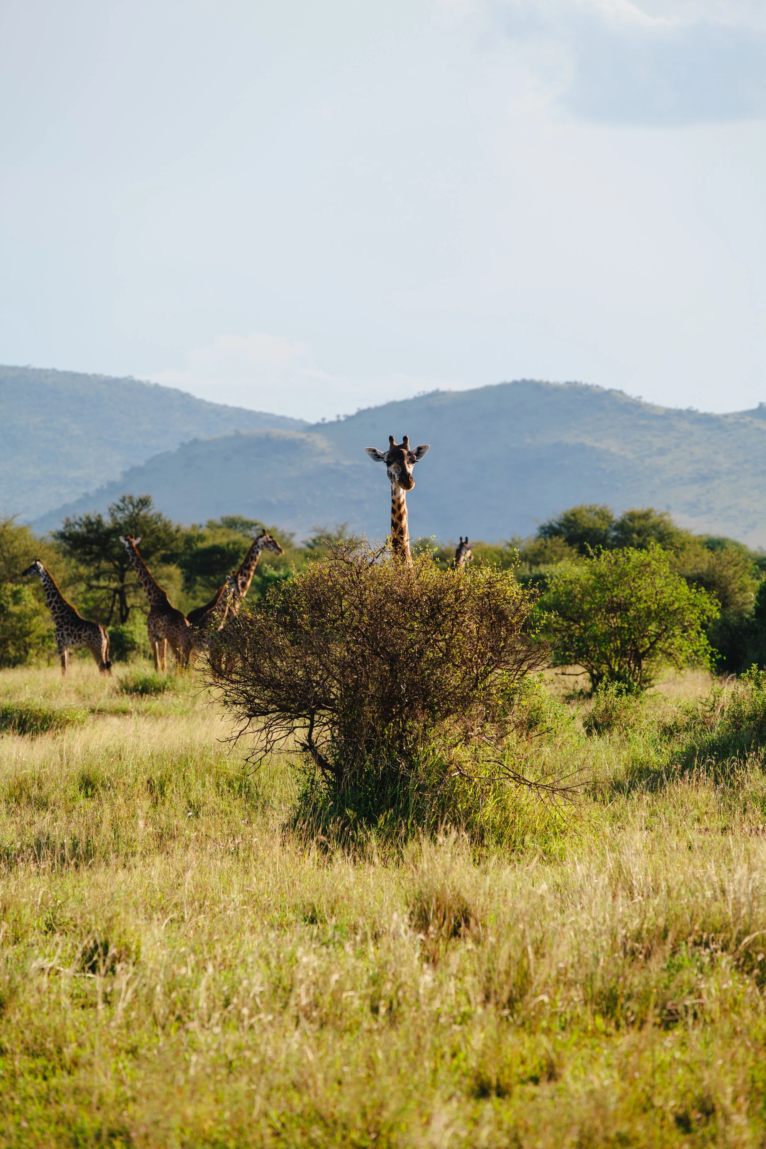 Serengeti-6131.jpg