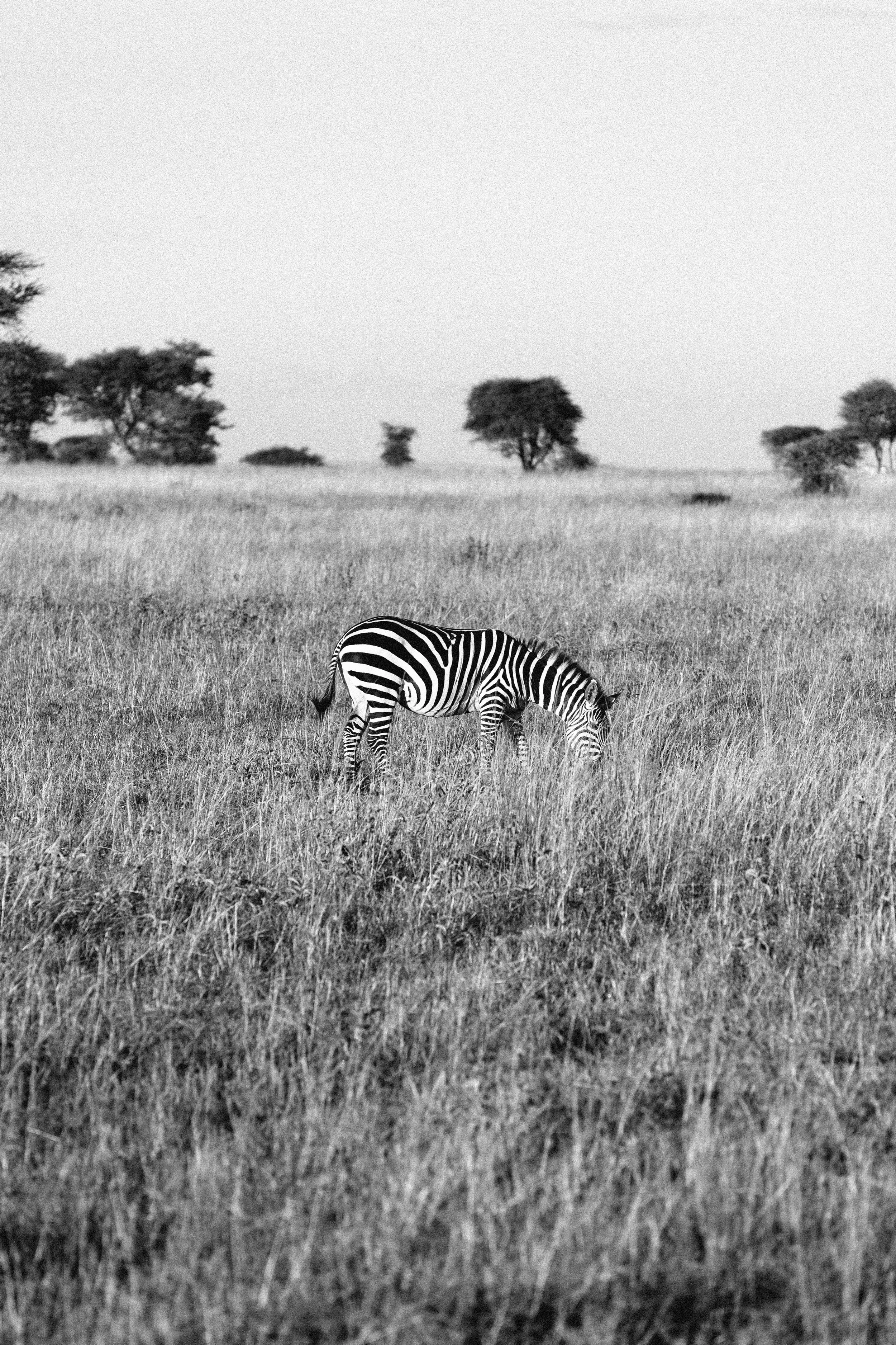 Serengeti-6306-2.jpg
