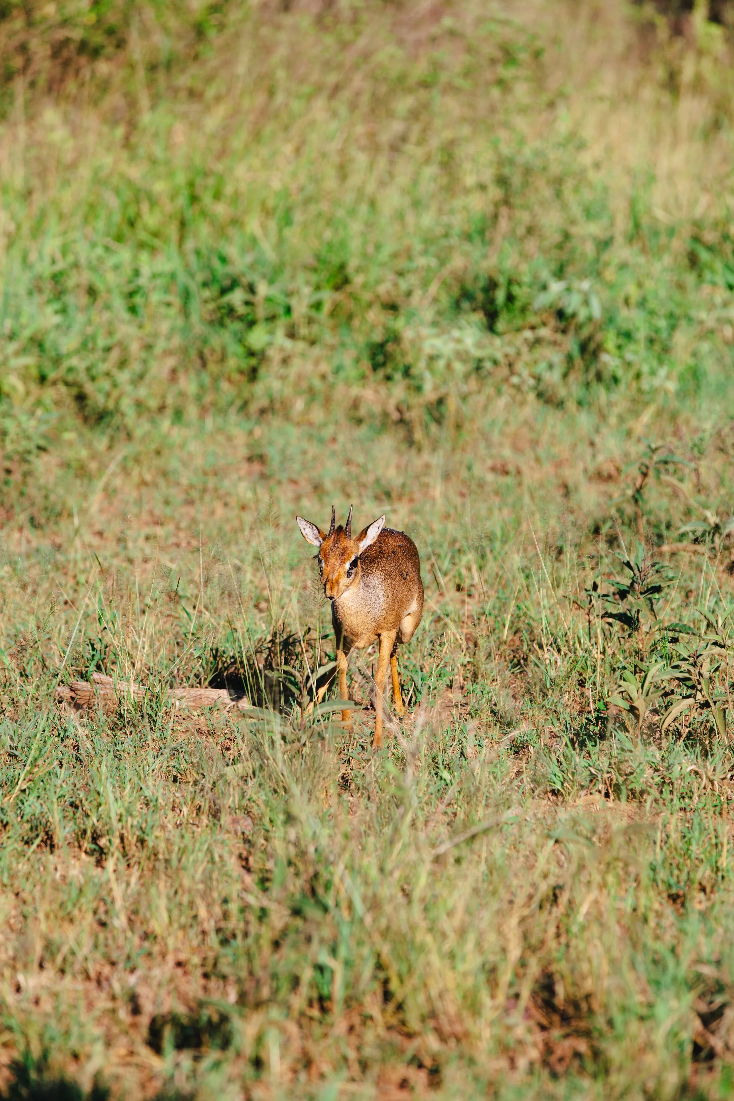 Serengeti-6066.jpg