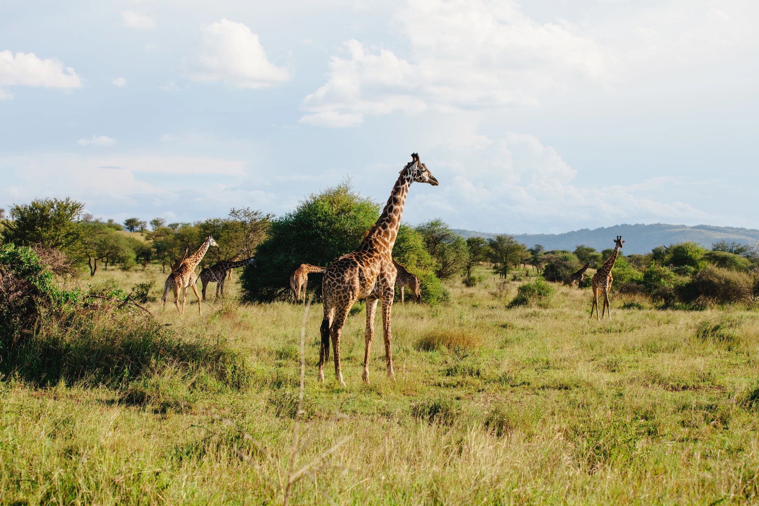 Serengeti-6084.jpg