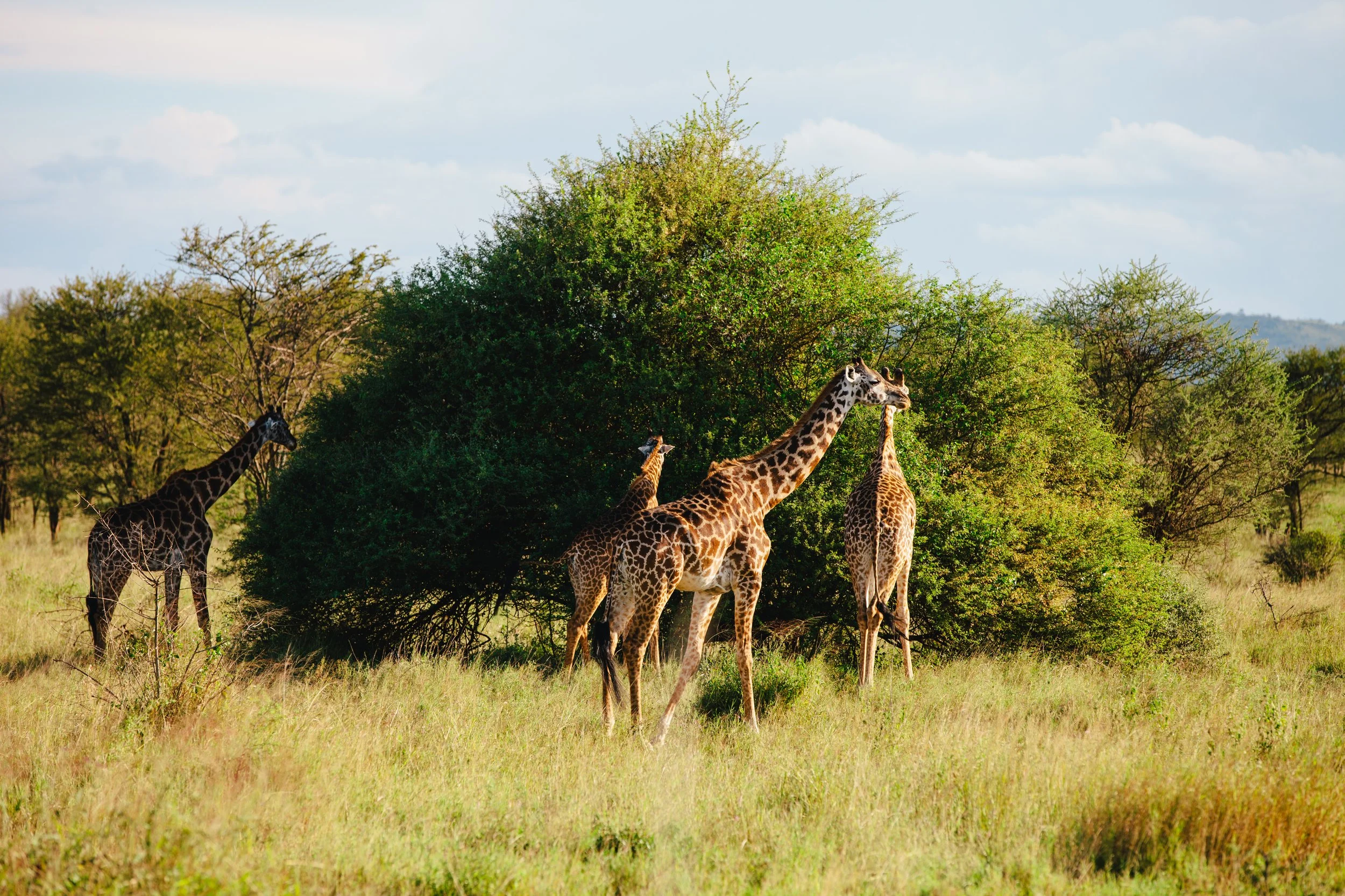 Serengeti-6116.jpg