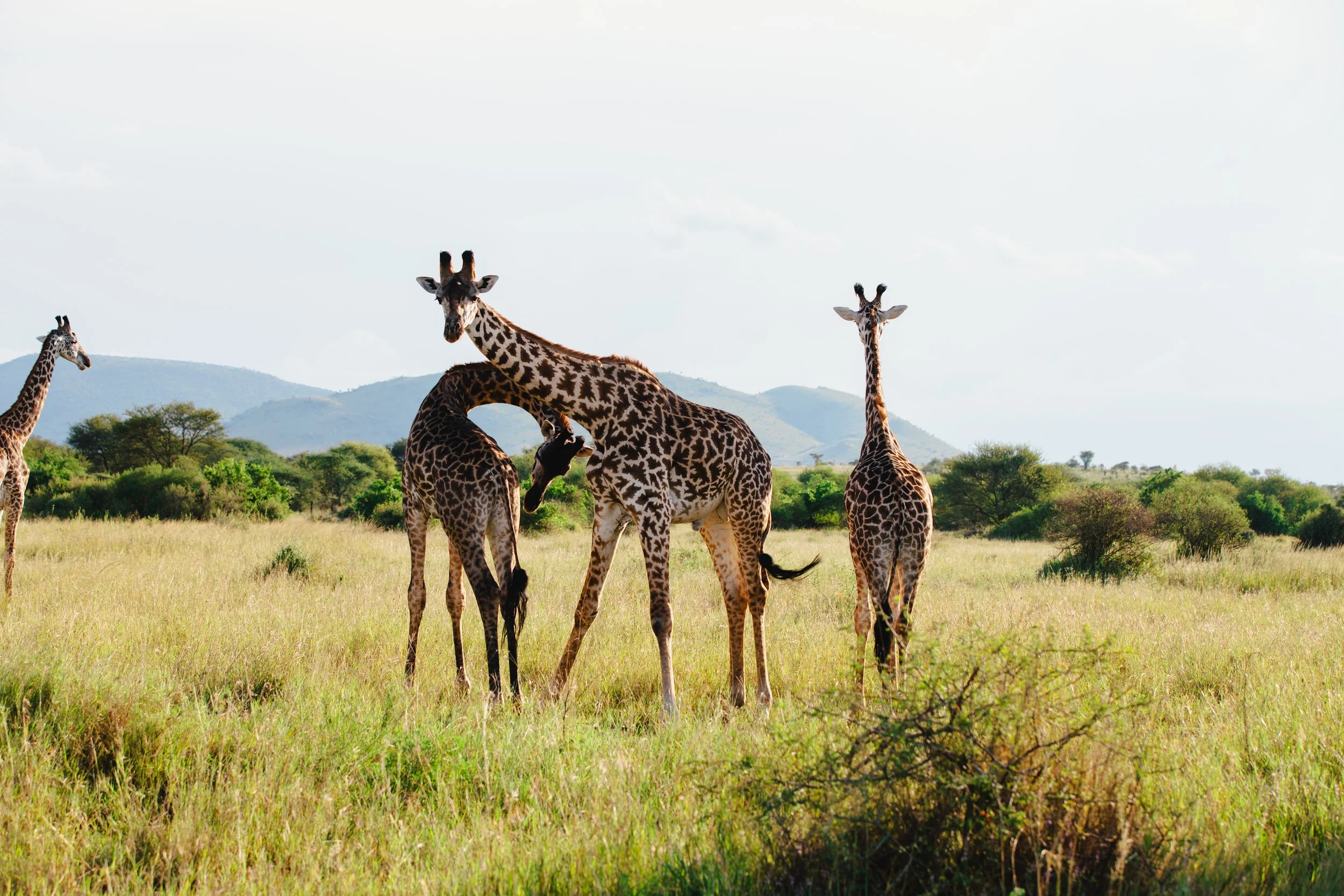 Serengeti-6151.jpg