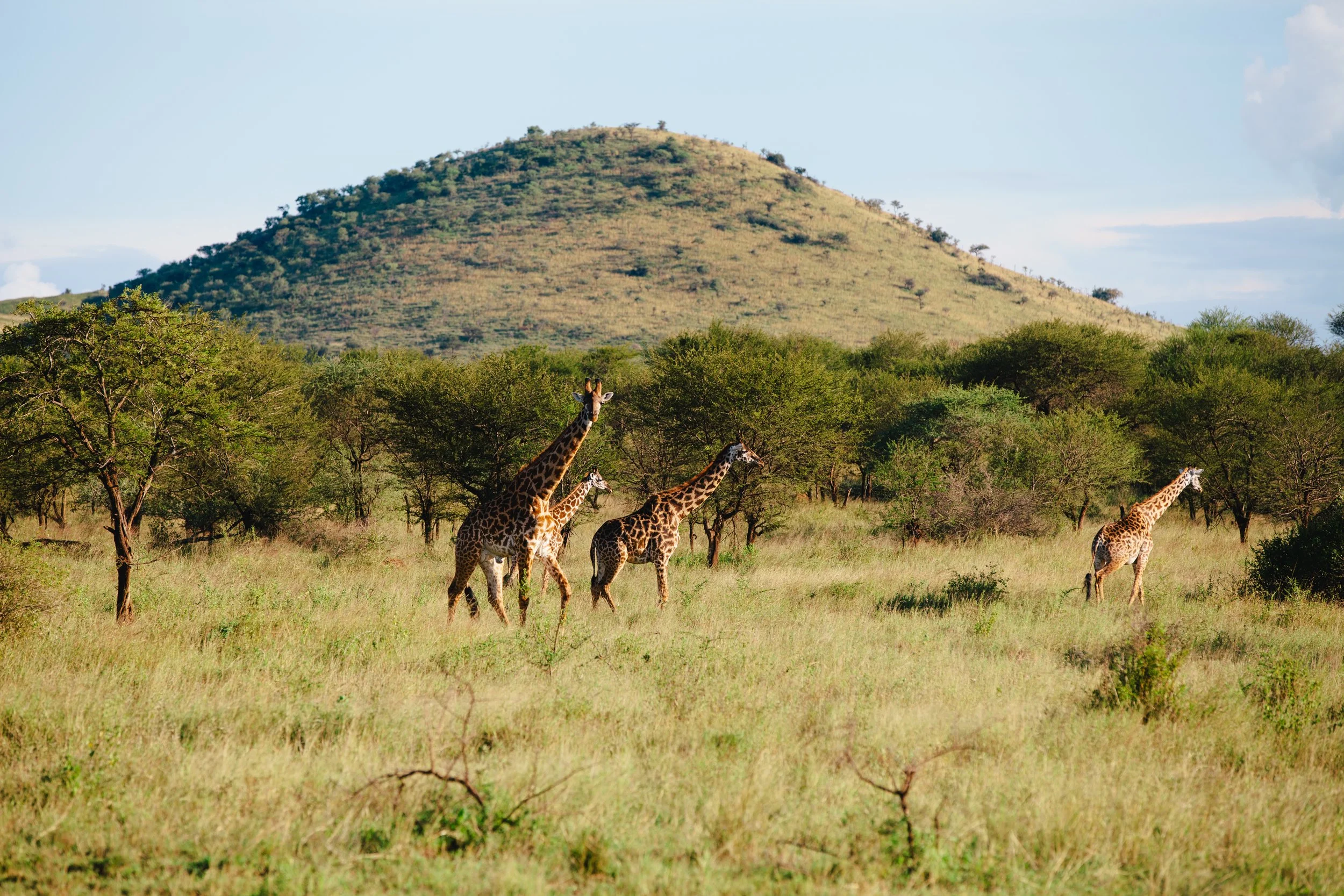 Serengeti-6137.jpg