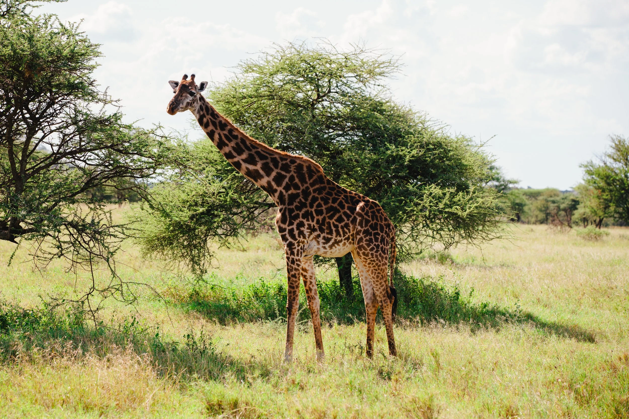 Serengeti-5922.jpg