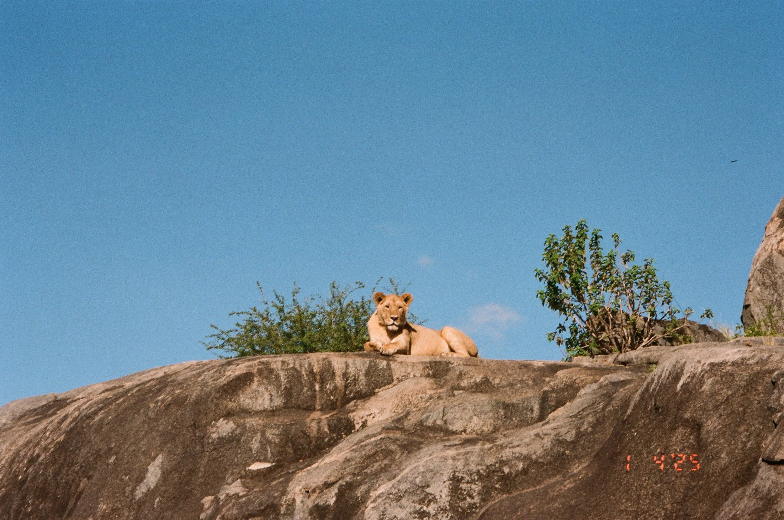 Serengeti-4.jpg