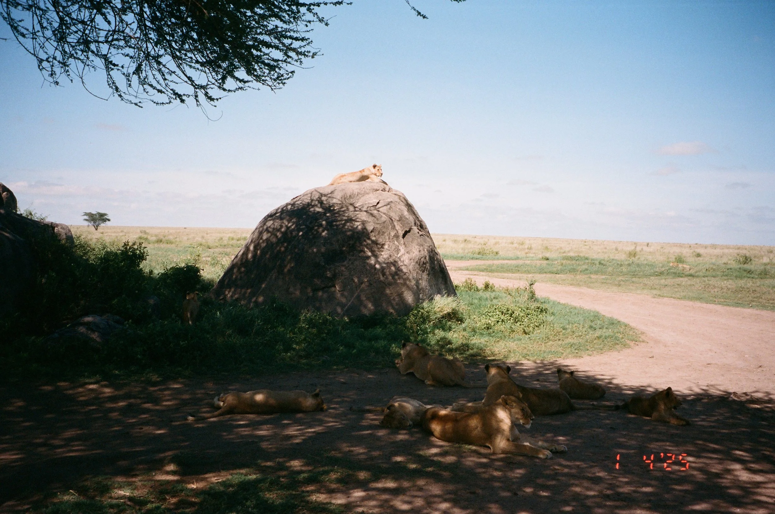 Serengeti-5.jpg