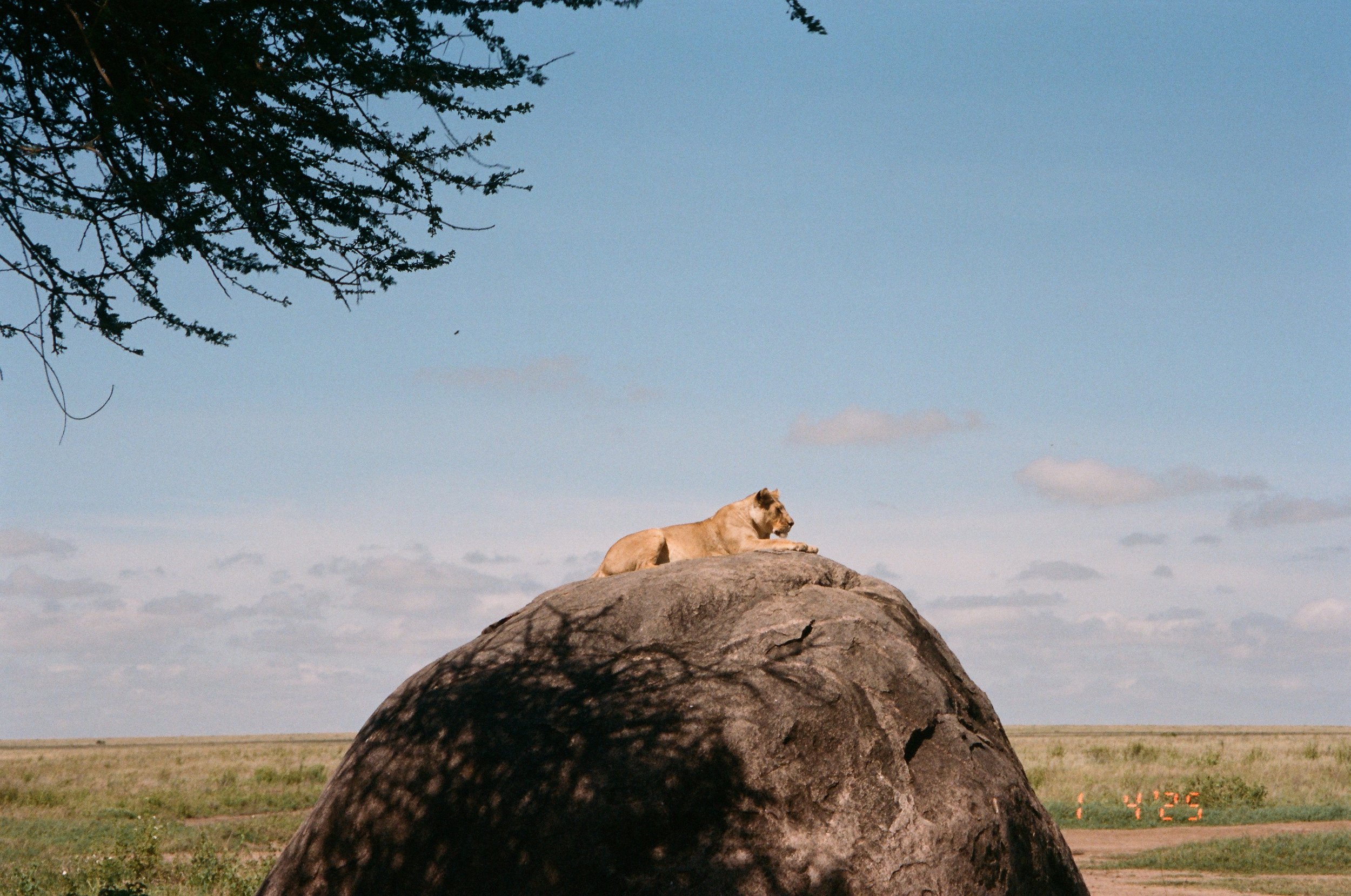 Serengeti-7.jpg