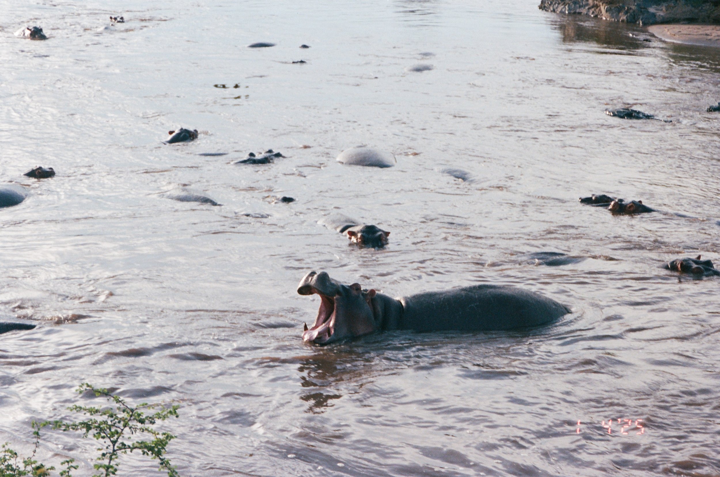 Serengeti-28.jpg
