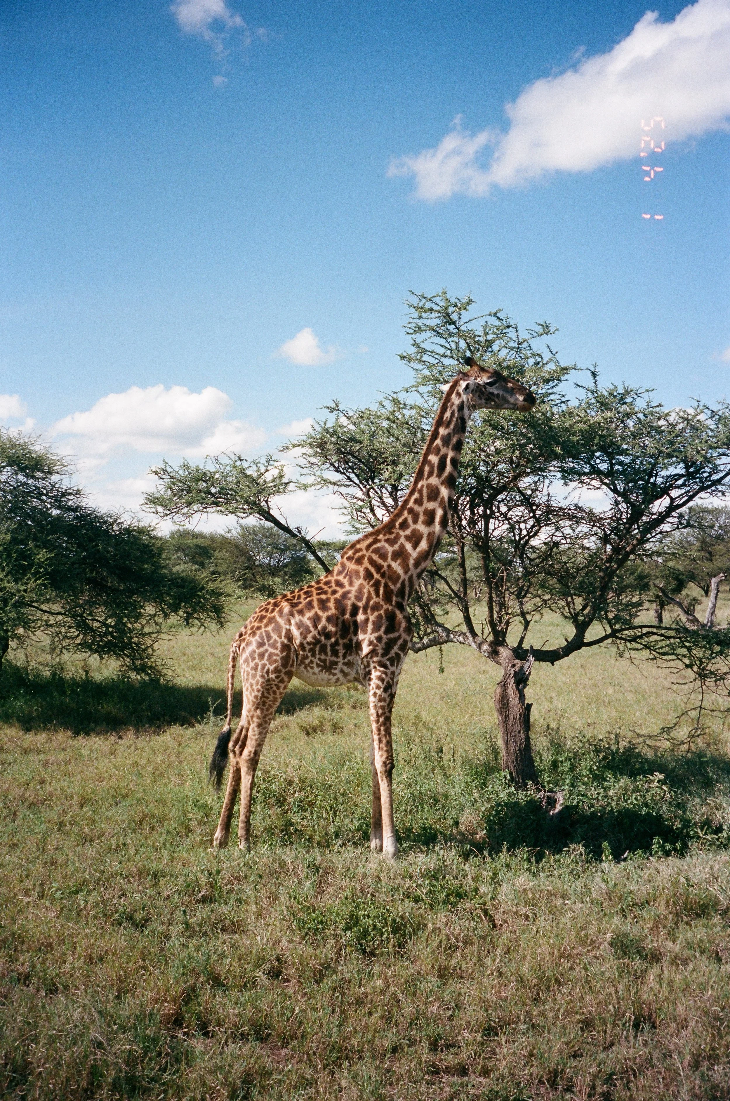 Tanzania