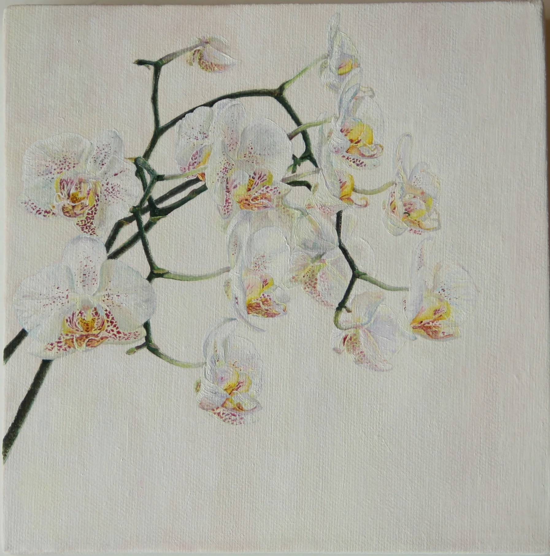 White Orchids - oil painting 20.5 x 20.5 cm