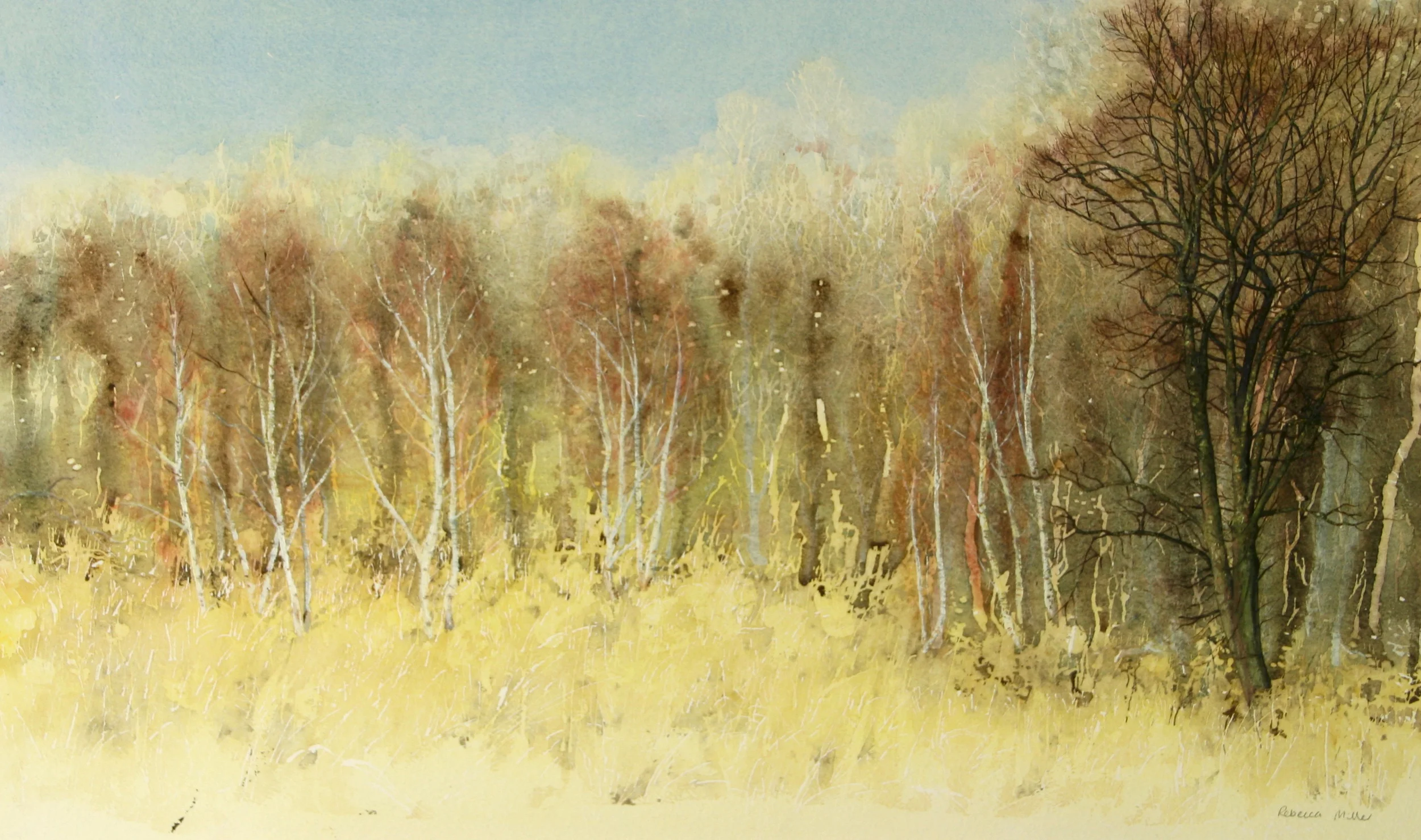 Birchwood Meadow, Summer Evening