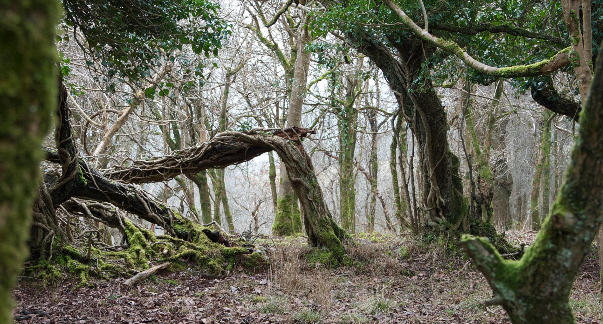 Ashton Court, vines