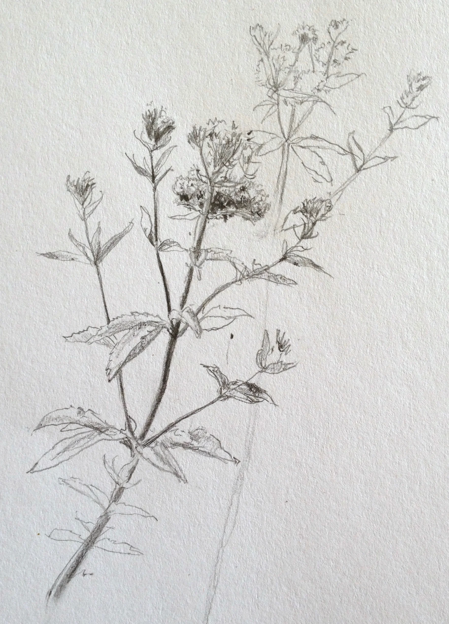 More sketchings from the hedgerow edge