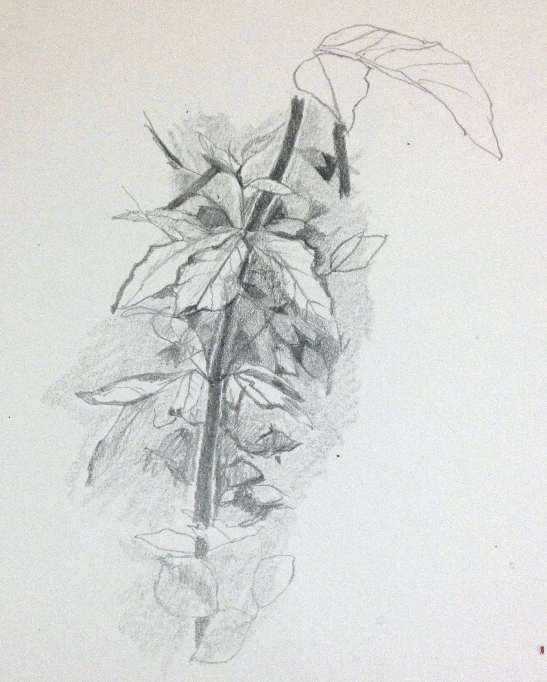Sketchings from the hedgerow edge