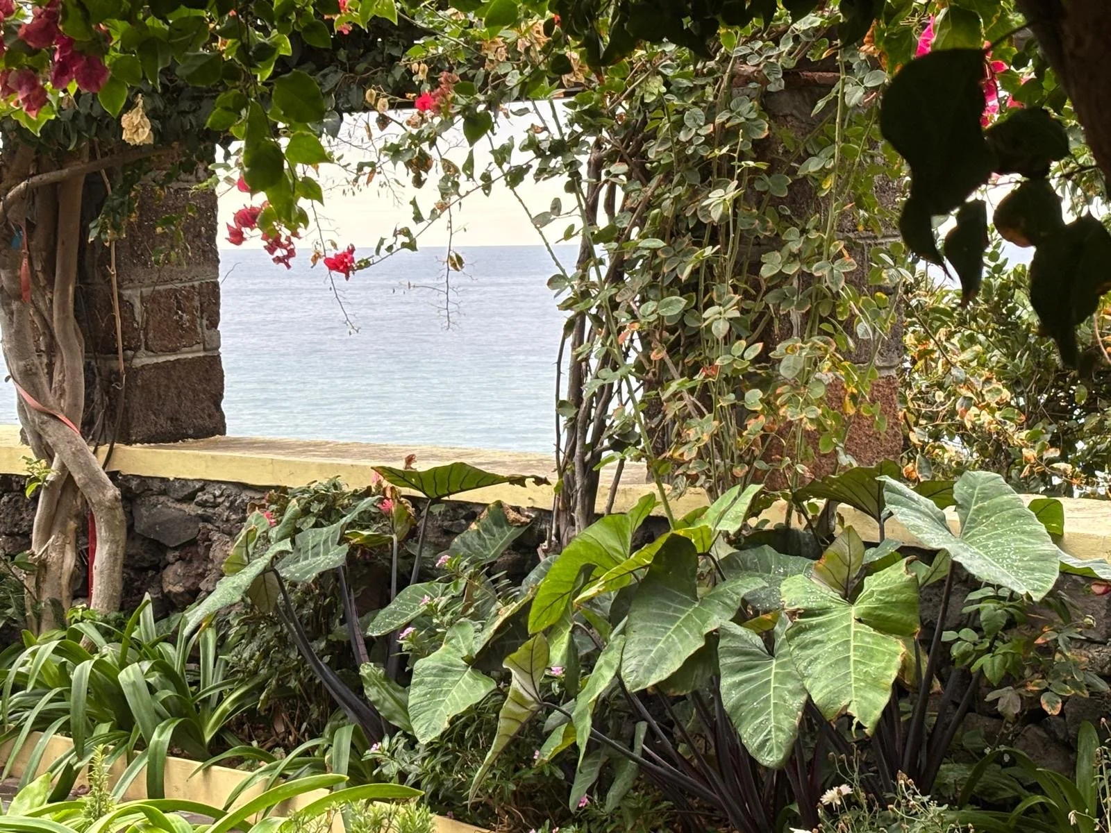 jardim 3.JPG