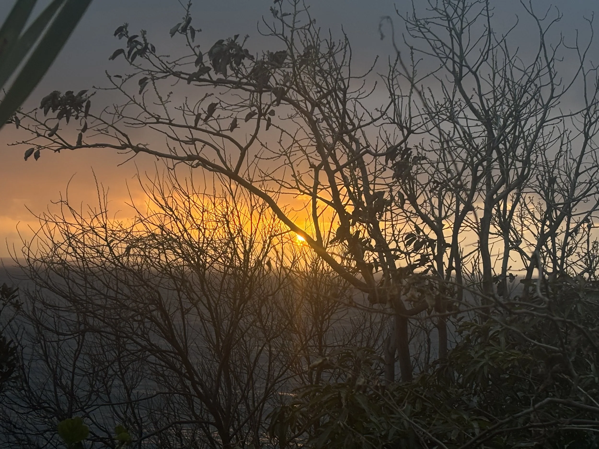 jardim por do sol 3.jpg