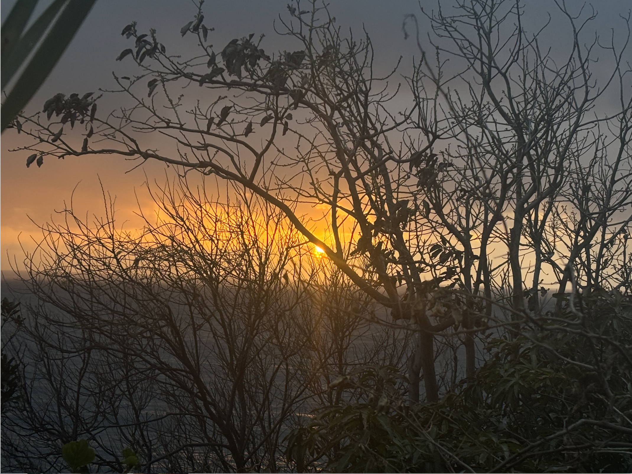 por do sol jardim.png