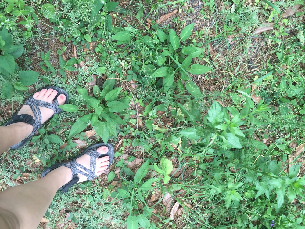 These toes relieved to feel grass.