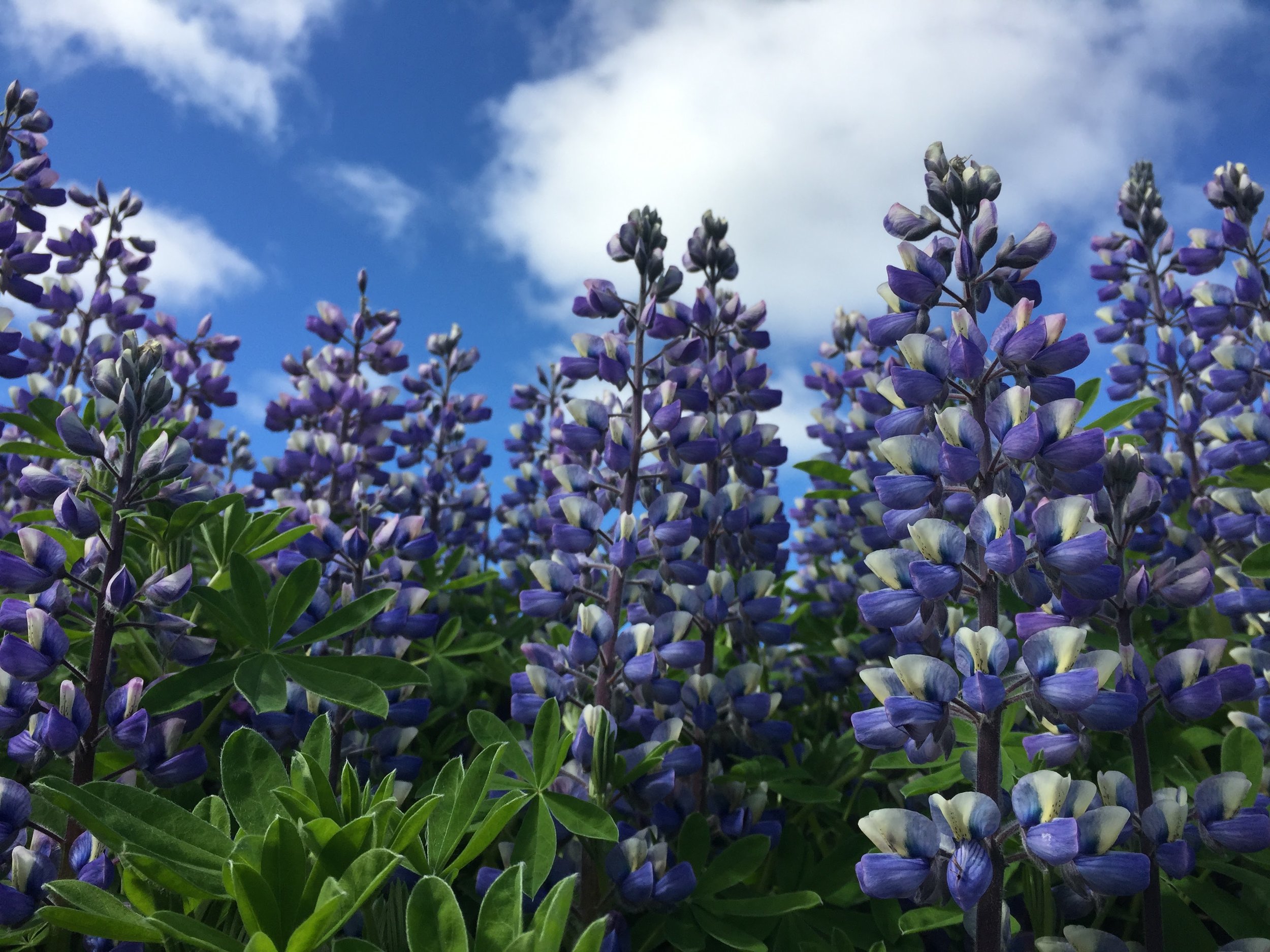 Lupine