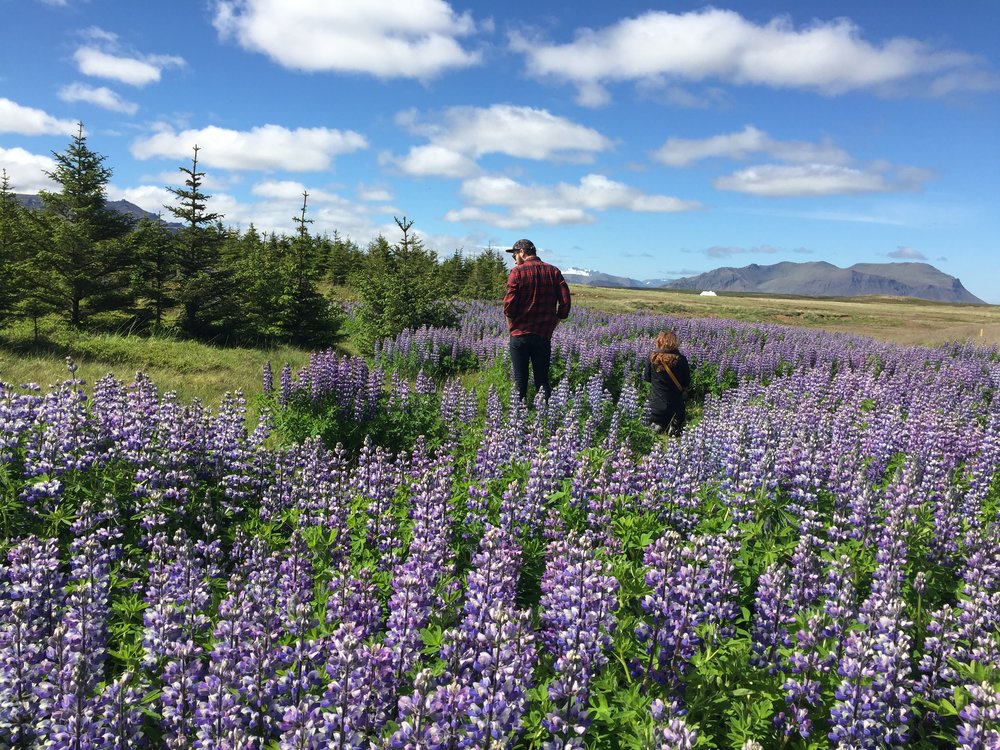 Lupine Fields