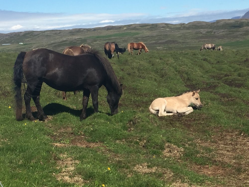 Pony babies!