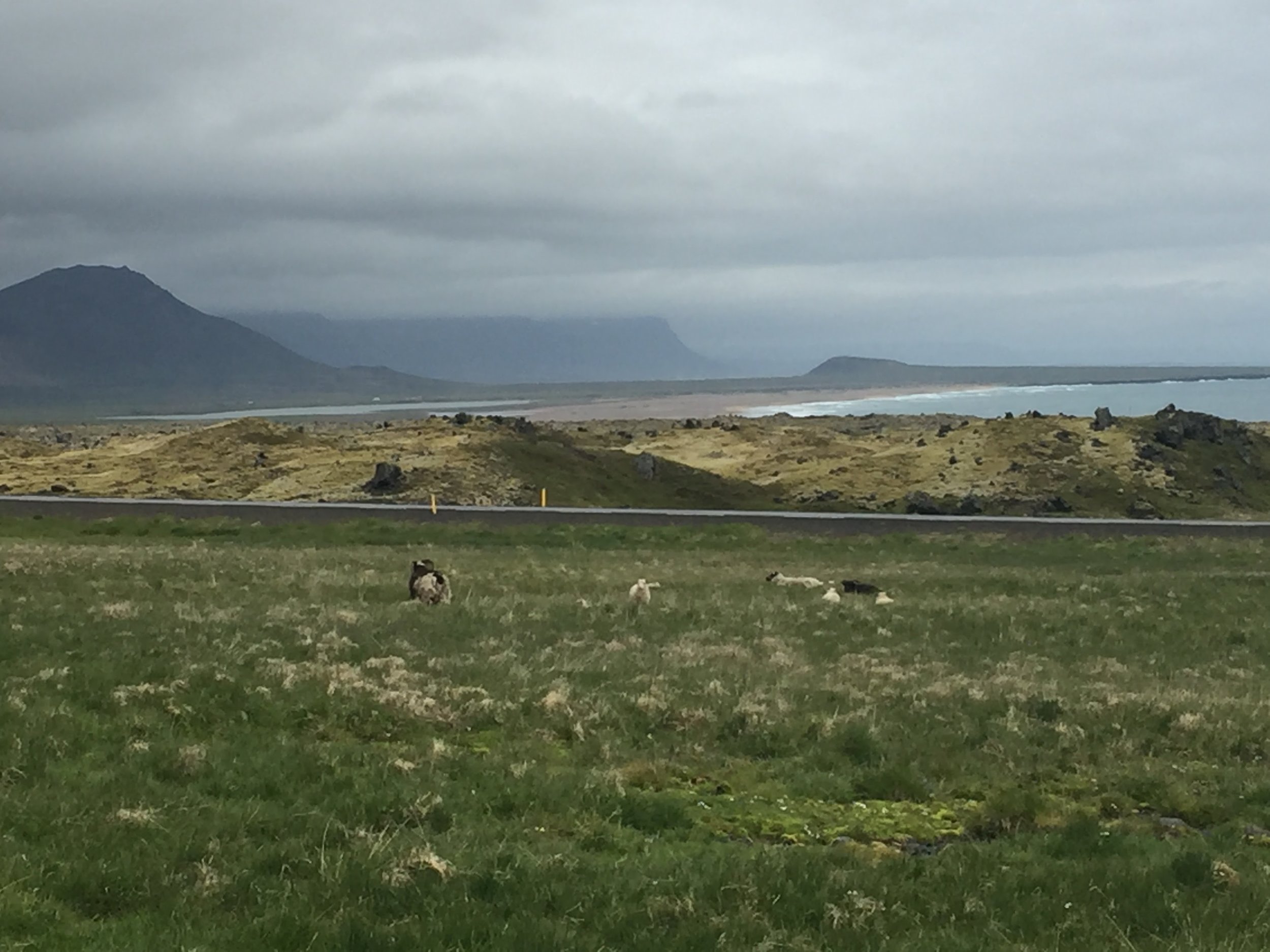 Sheep & Scenery