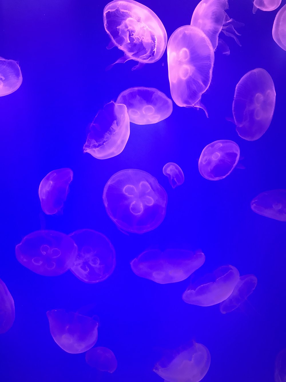 Psychedelic Jellies