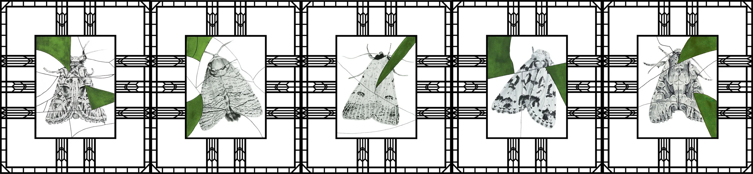 Moth-banner.jpg