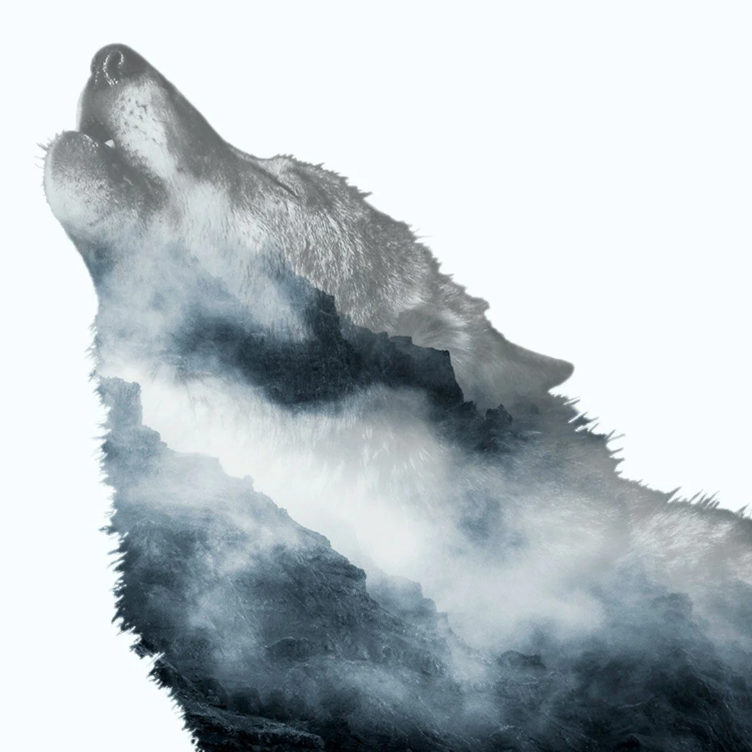 Double Exposure Wolf.
.
.
.
.
.
.
#graphicdesign #photomanipulation #adobe #adobephotoshop #contrast #visualart #photoshop #wolf #doubleexposure