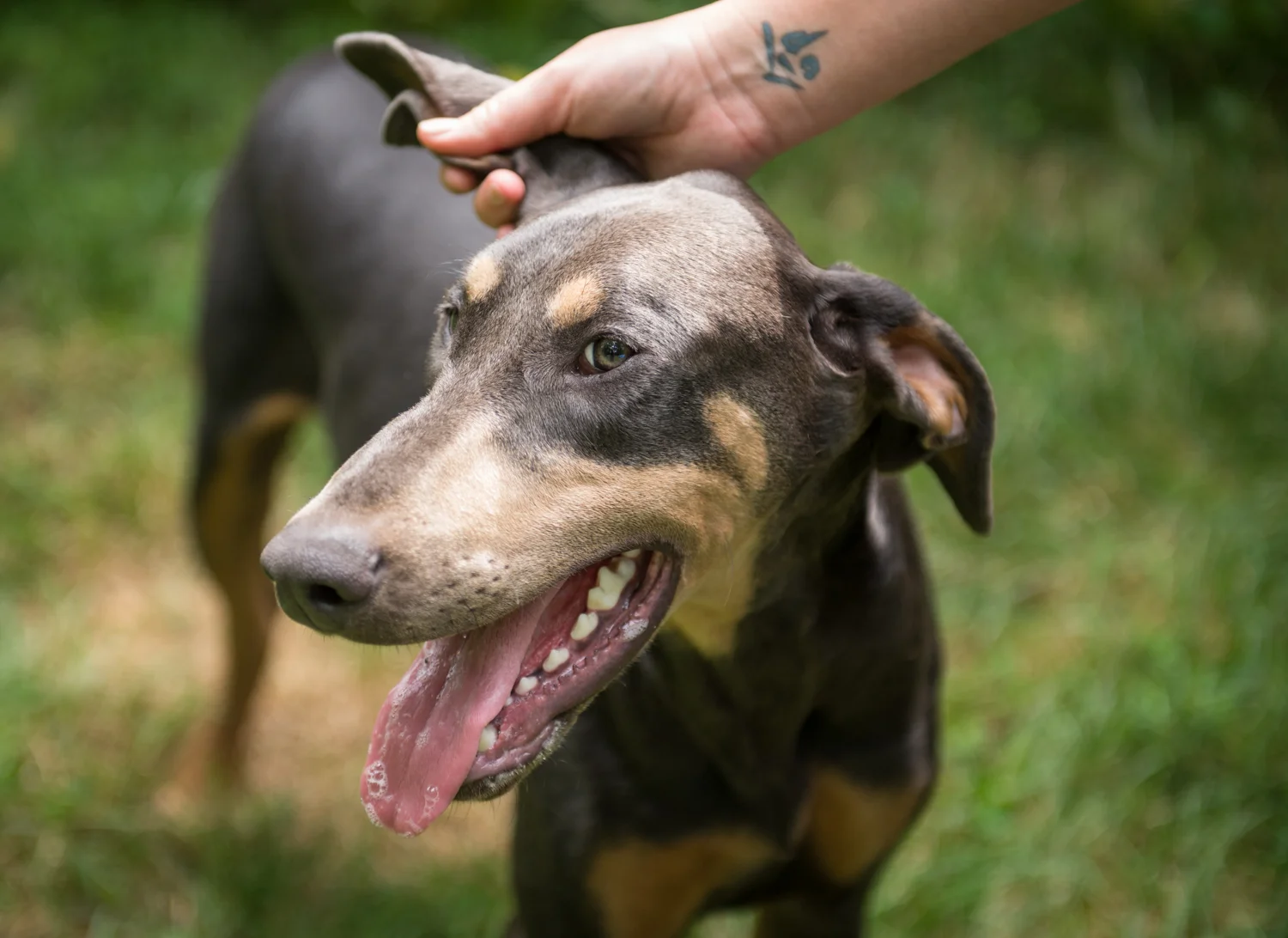 Rescue Assignment: meet Elwood