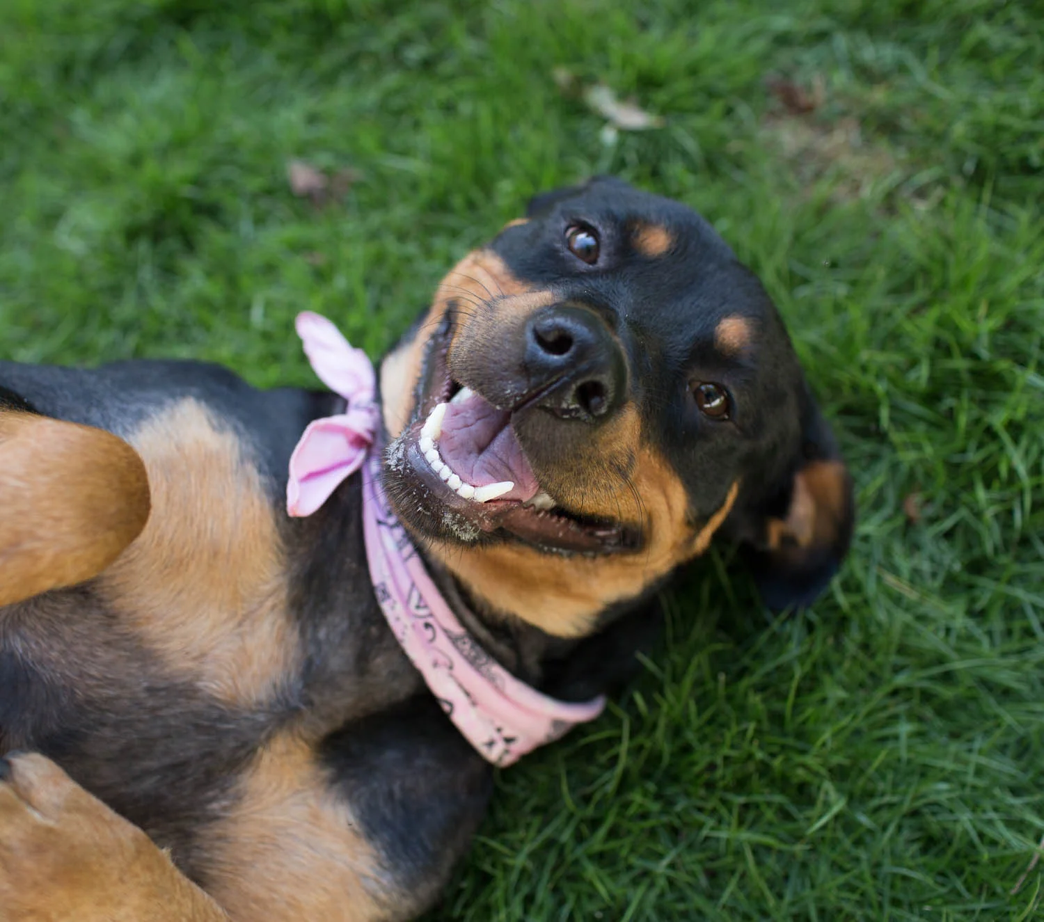 Rescue Assignment: Goofy Bernadette