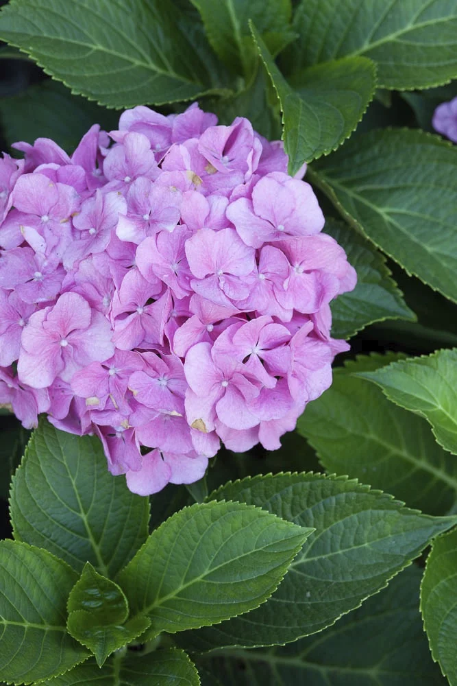 Hydrangea-1.jpg