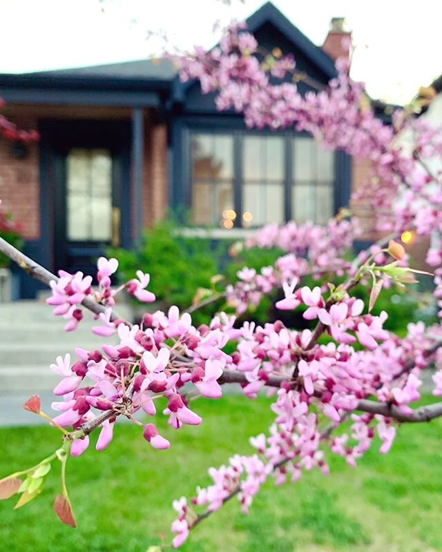 Our Redbuds are in full bloom!!!! They only last a few days, but it&rsquo;s completely worth it. #redbuds #springblooms #myfavourite #youmightseethemseveraltimesthisweek #sorrynotsorry