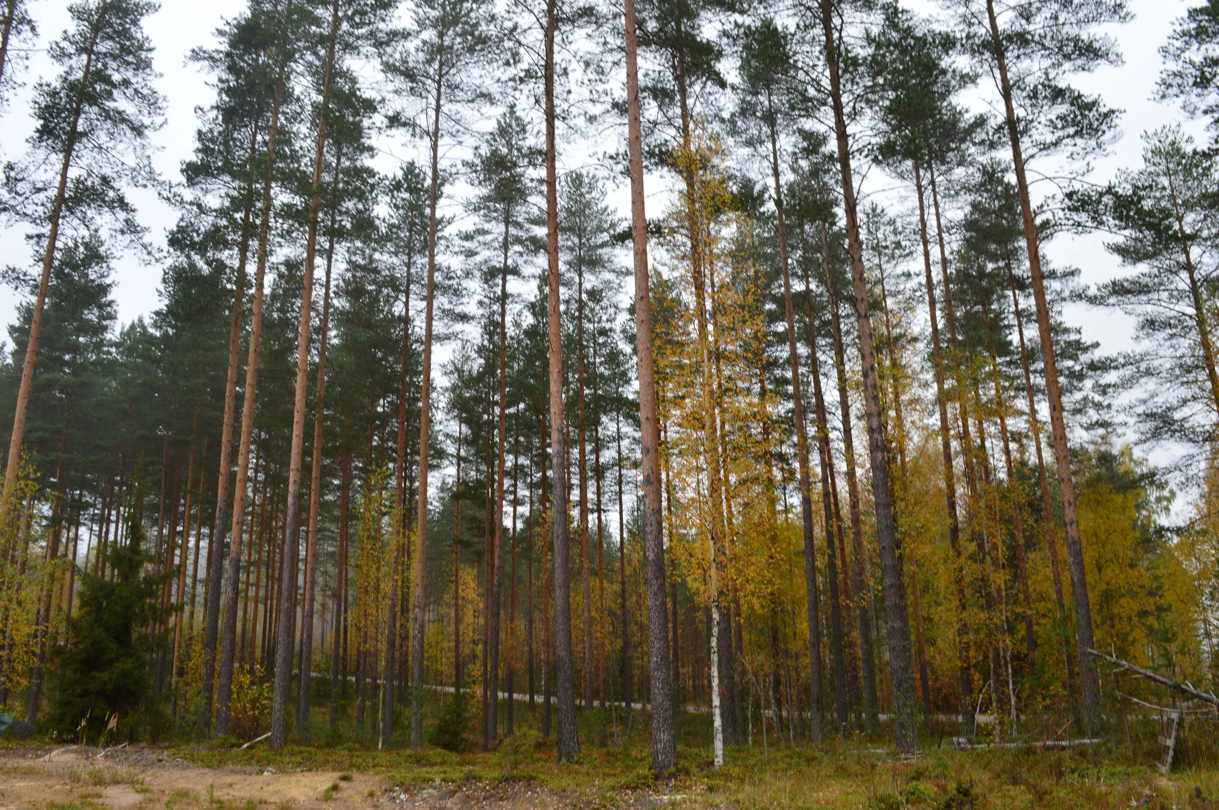 puolukkapolku 4.jpg