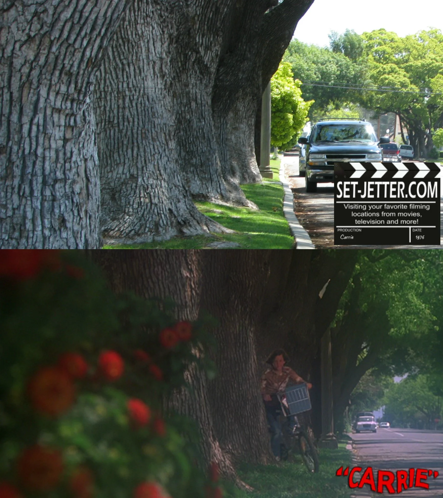 carrie trees 03.jpg