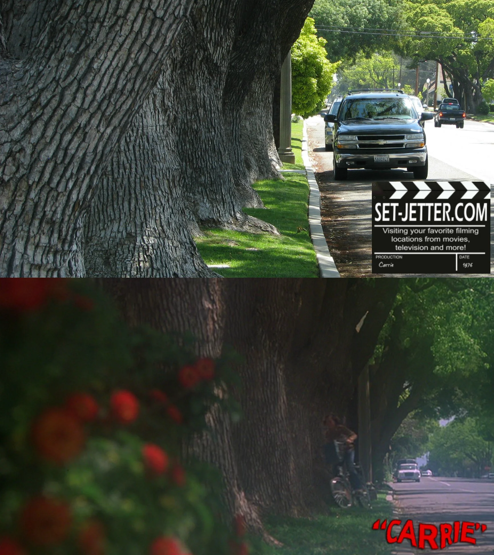 carrie trees 04.jpg