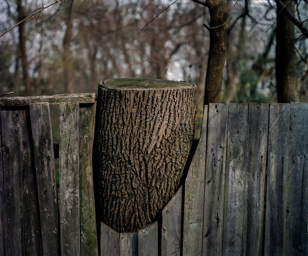Chopped Tree, 2001