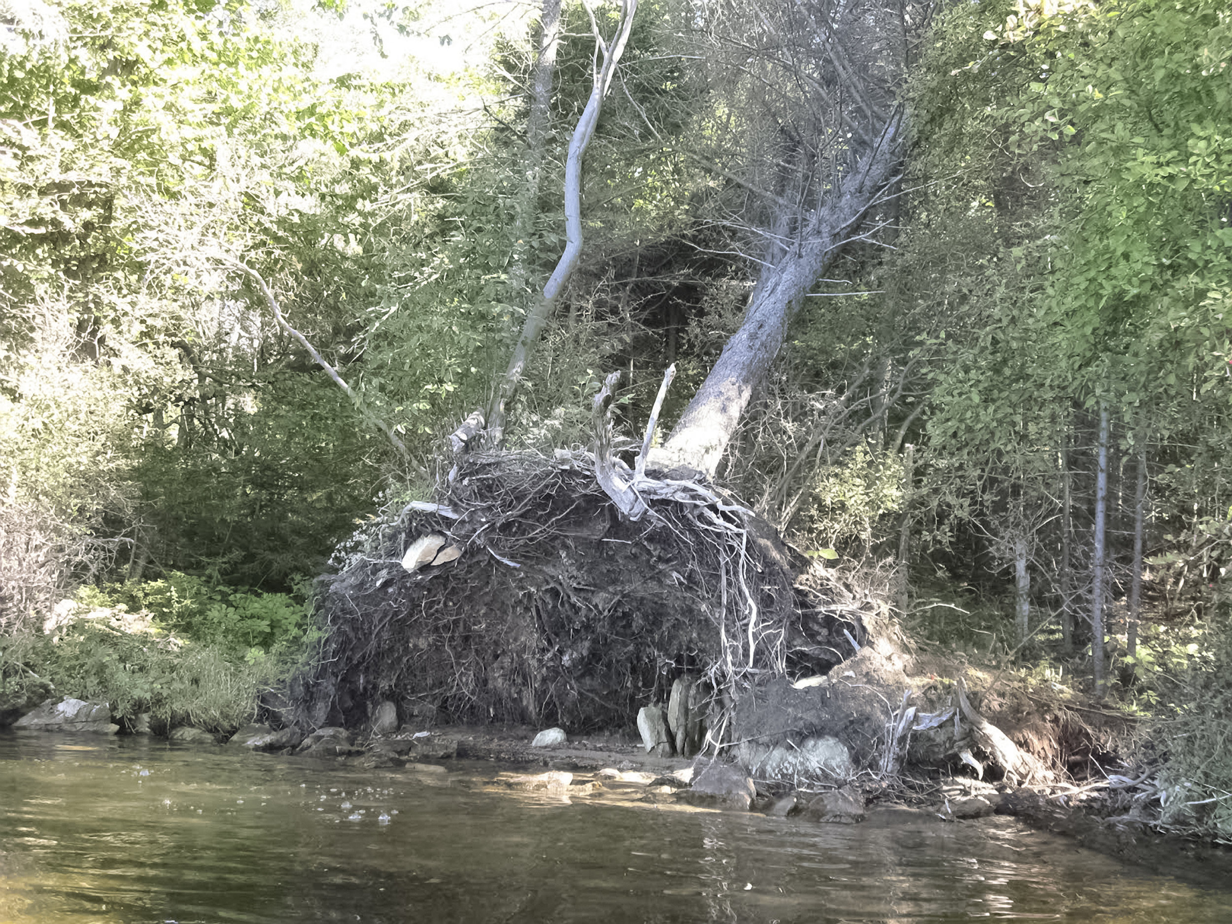 Copyright © 2016 Evelyn Susan Gerretson, Lake Ninevah, Vermont, USA