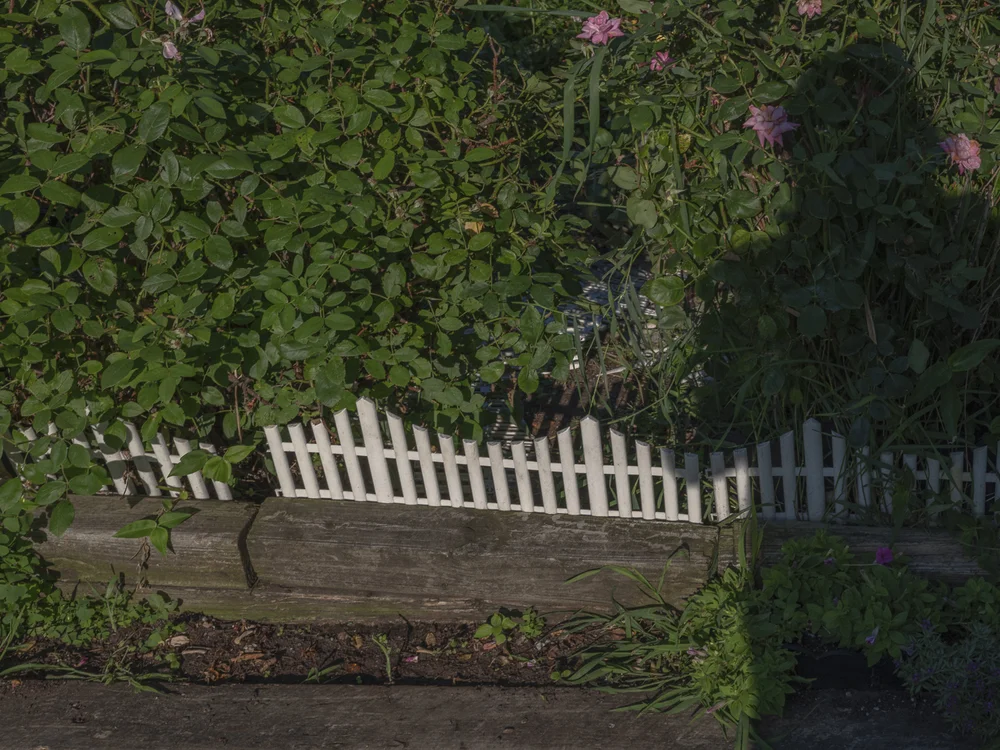 Color photograph of a short white picket fence in a garden bed, with climbing plants and a long shadow behind it.