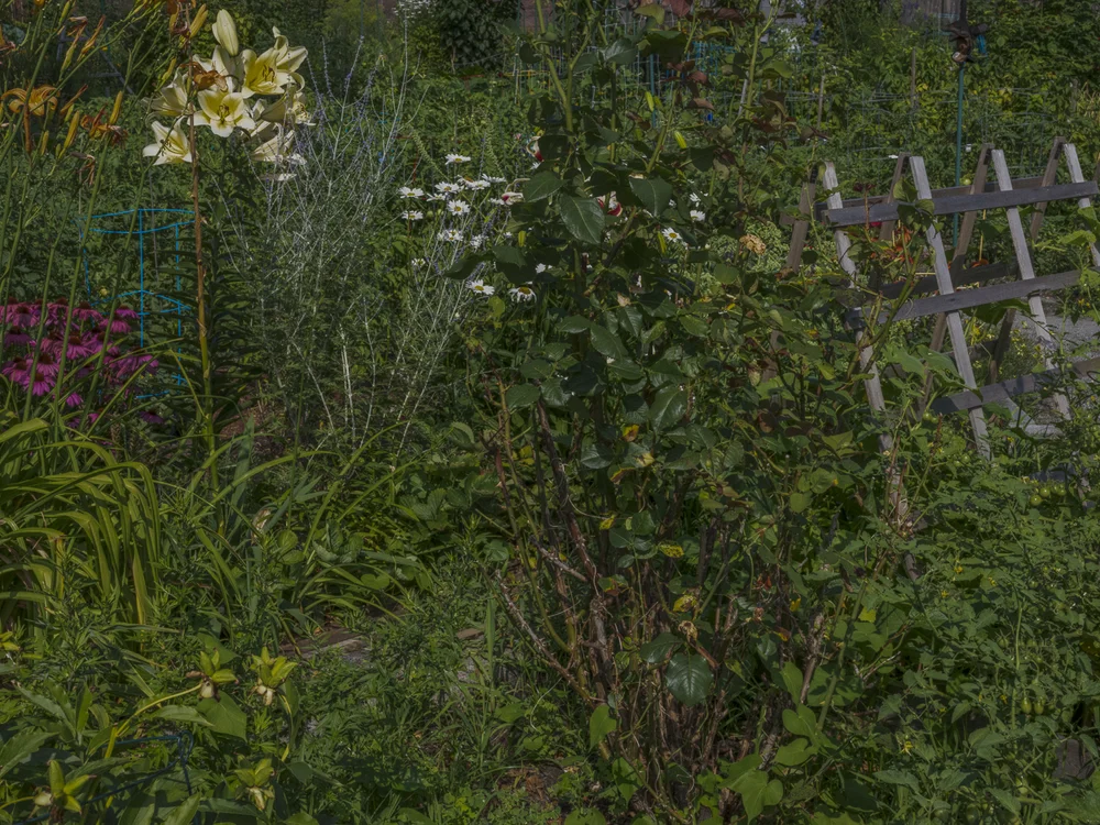 Color photograph of a community garden in bloom, with yellow lilies, pink flowers, and a wooden trellis.