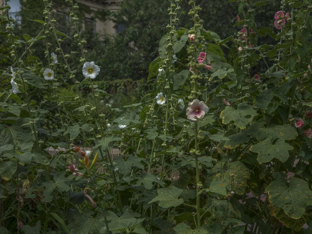 Color photograph of tall hollyhocks with white and pink blooms in a dense green garden.