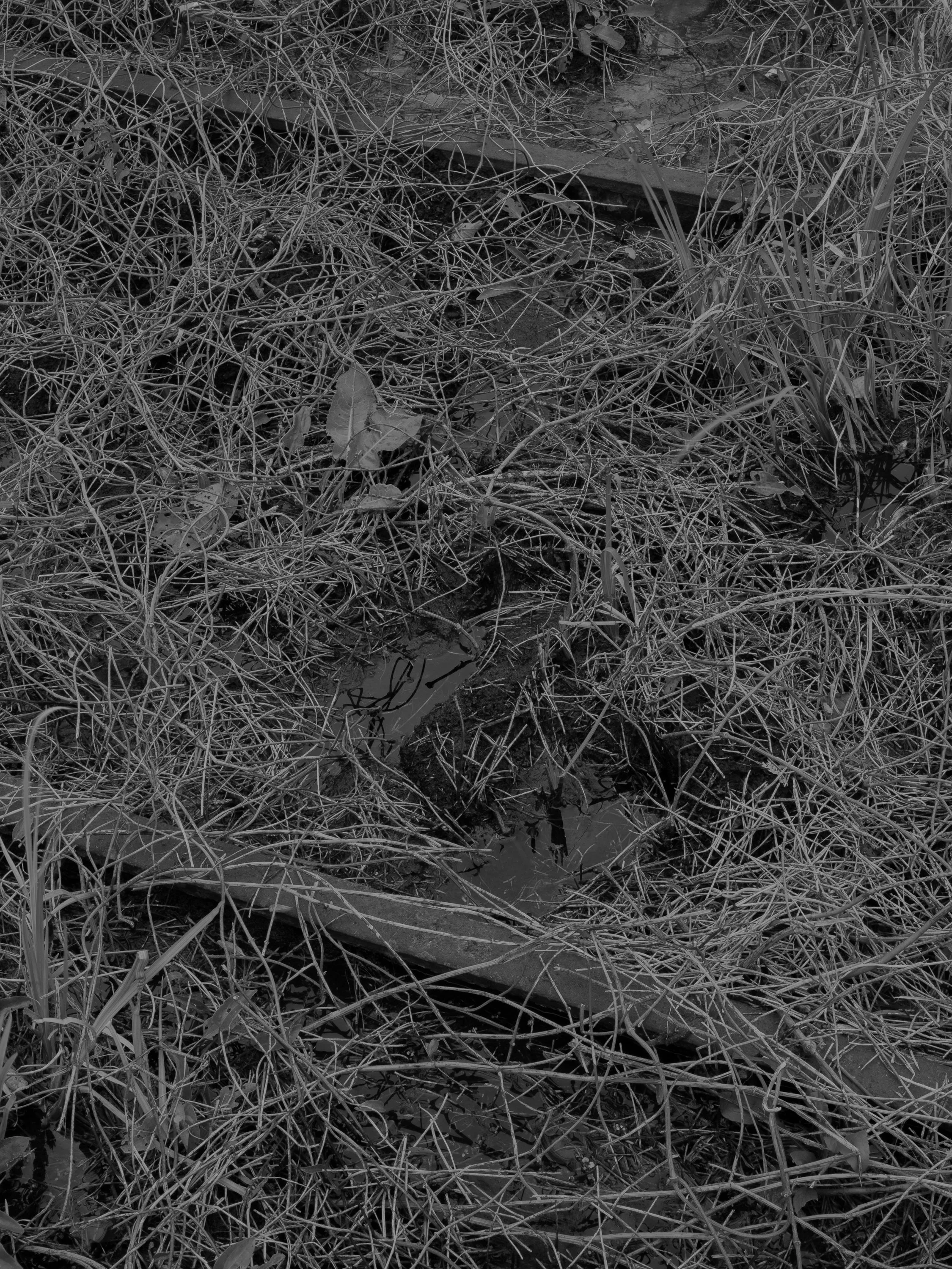 Untitled #5, University of Georgia, Athens, GA, 2025