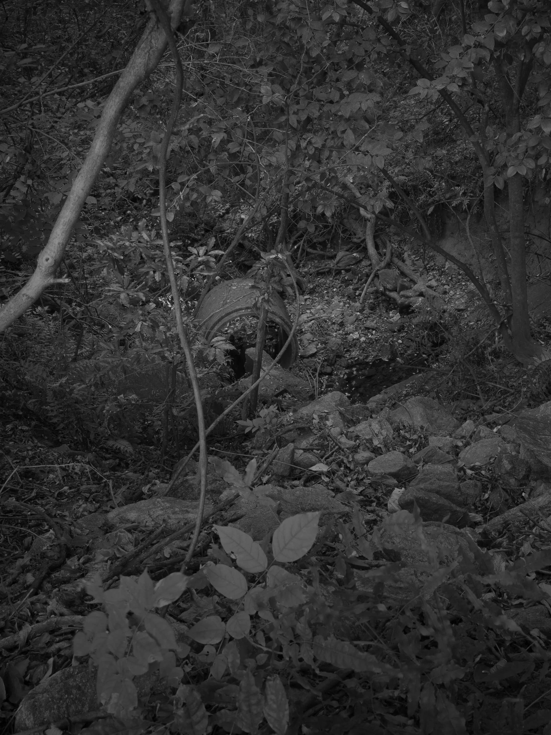 Untitled #6, University of Georgia, Athens, GA, 2025