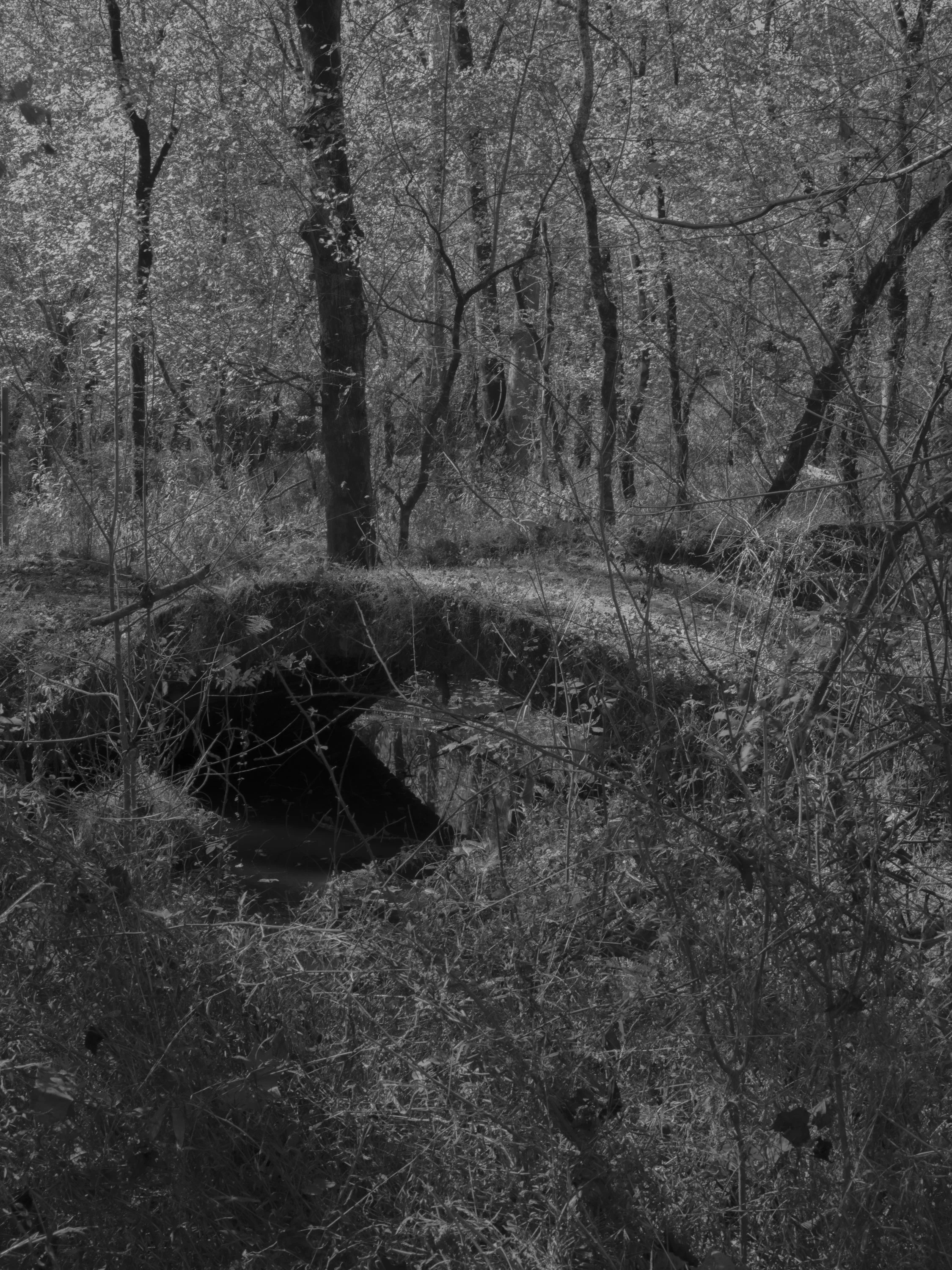 Untitled #11, Scull Shoals, Watkinsville, GA, 2025