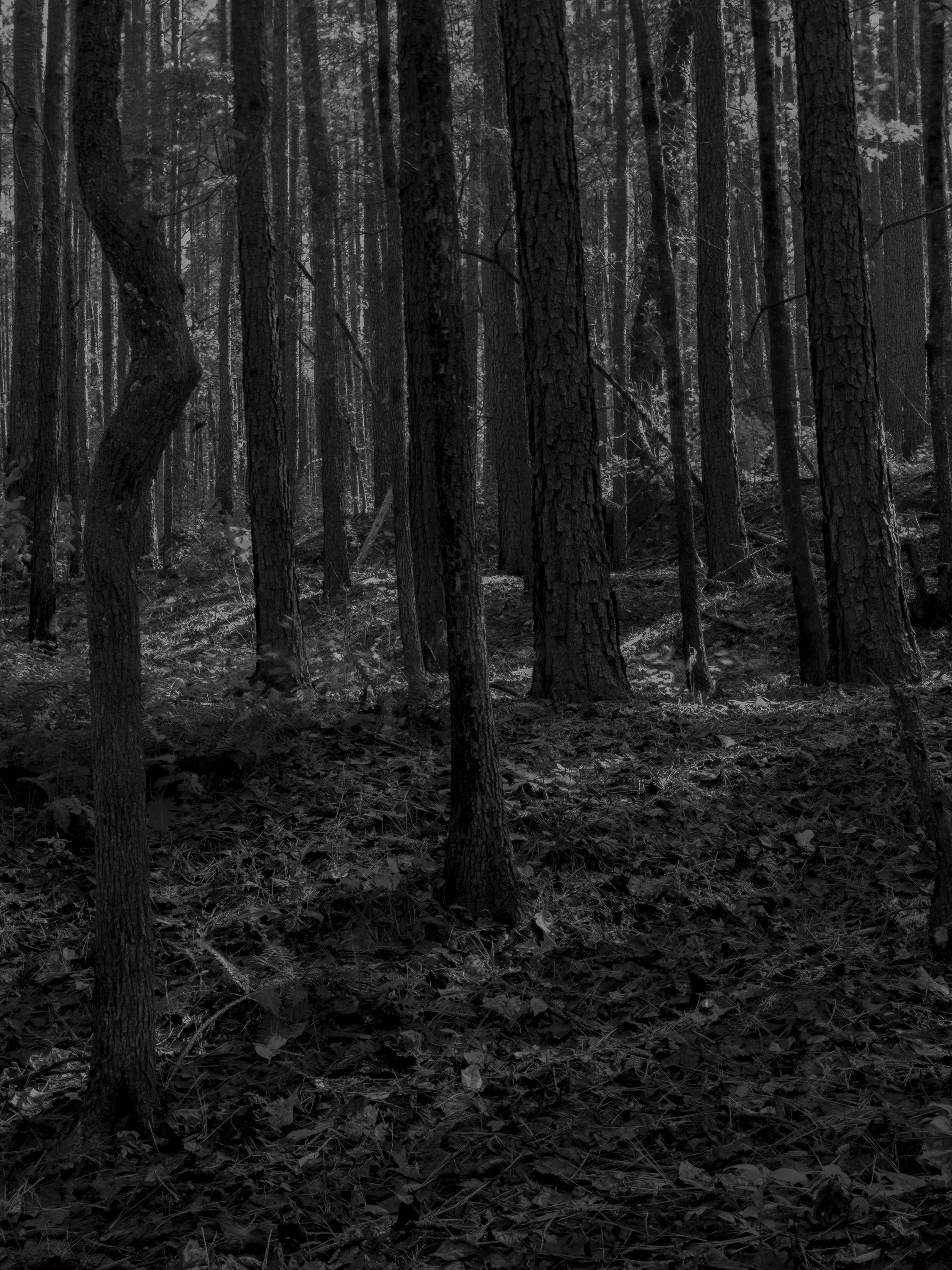 Untitled #15, Scull Shoals, Watkinsville, GA, 2025