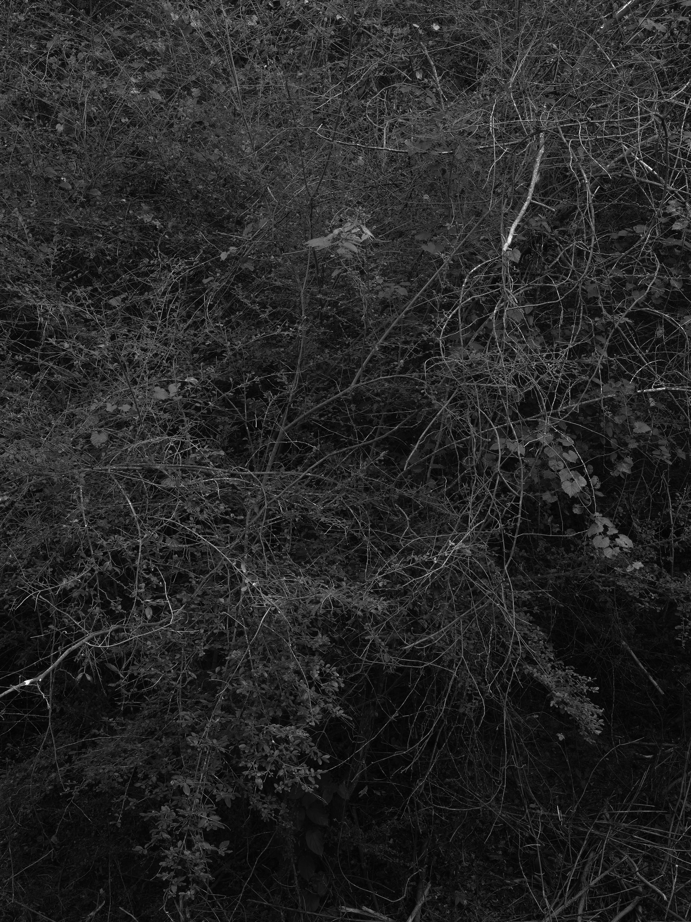 20251024-DSCF0075-Oconee River.jpg