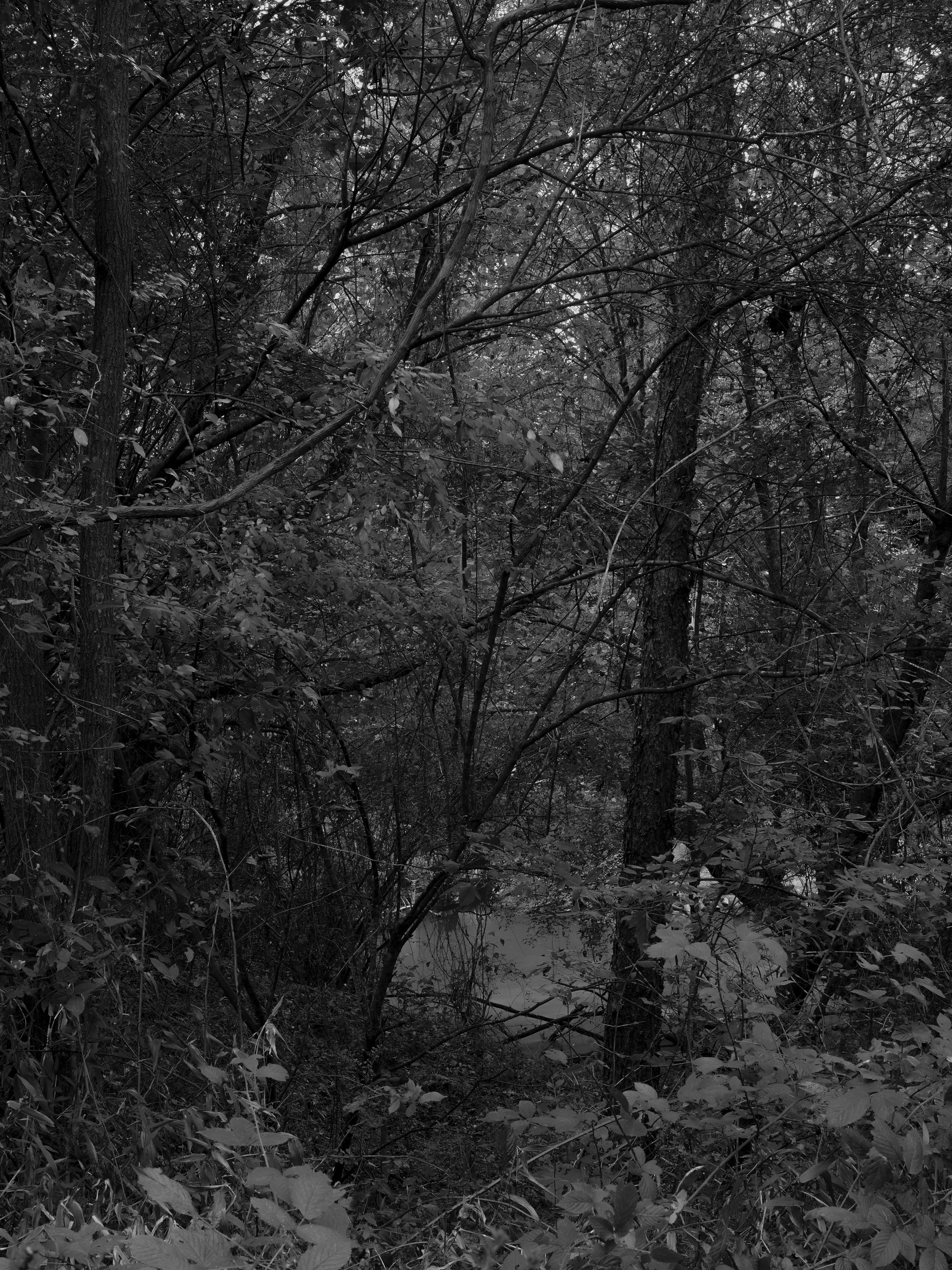 20251024-DSCF0086-Oconee River.jpg