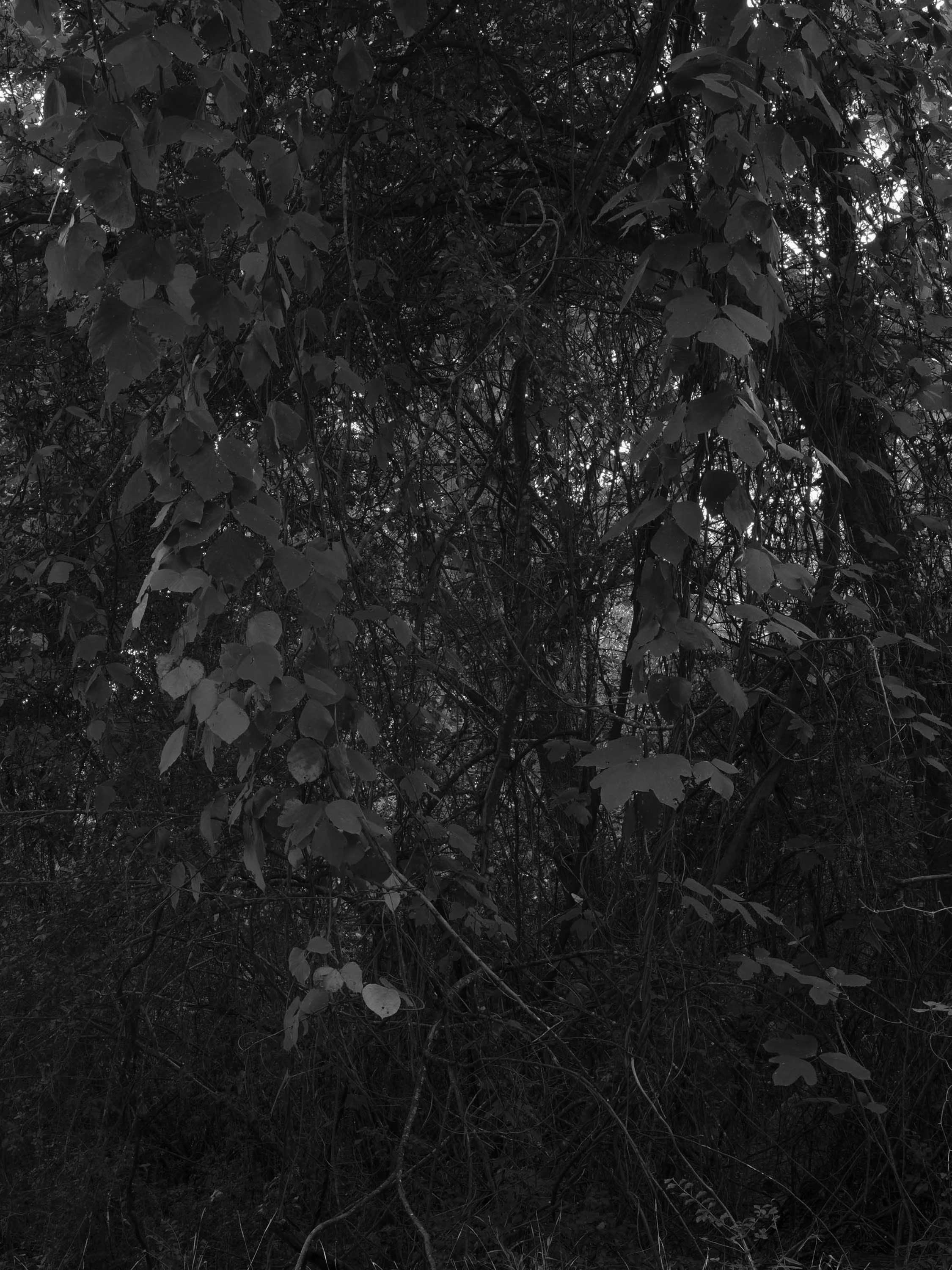 20251024-Test-11-20251024-DSCF0091-Oconee River-Oconee River.jpg